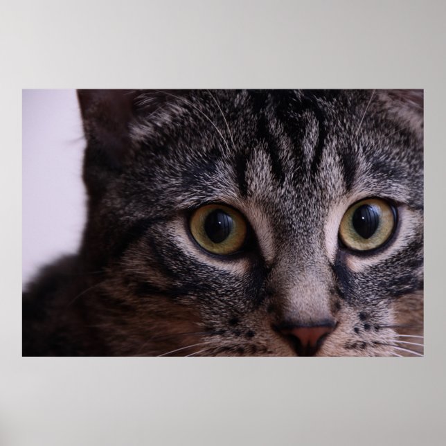Gray Kitten Face 2 Poster (Vorne)