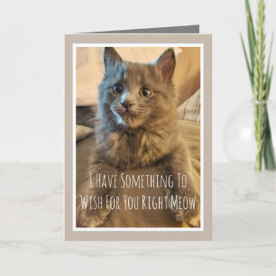 Gray Kitten Funny Birthday Card From Cat Karte