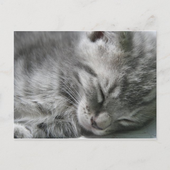 Gray Kitty Sleeping Postcard Postkarte (Vorderseite)