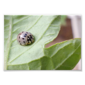 Gray Ladybug Fotodruck