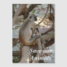 Gray Langur - Erholung nehmen