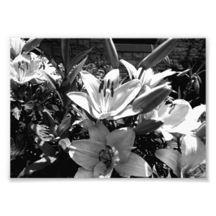 Gray Lilies Fotodruck
