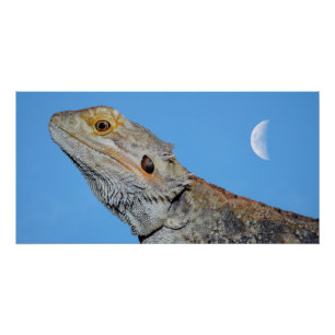 Gray Lizard und Halbmond Poster