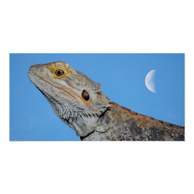 Gray Lizard und Halbmond Poster (Vorderseite)