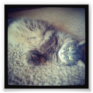 Gray Long-Hair Cat-Instagram von Shirley Taylor Fotodruck