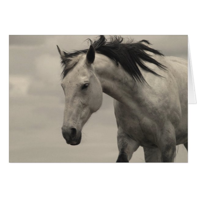 Gray Mare (Vorderseite (Horizontal))