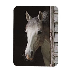 Gray Mare Beautiful Horse Magnet