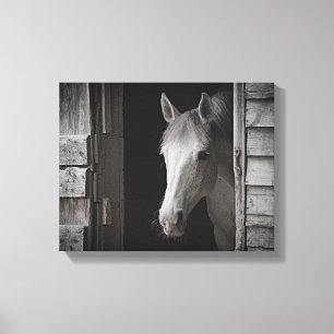 Gray Mare Horse B&W HORSES Wrapped Canvas Leinwanddruck