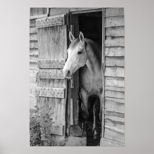 Gray Mare Horse & Barn Poster (Vorne)