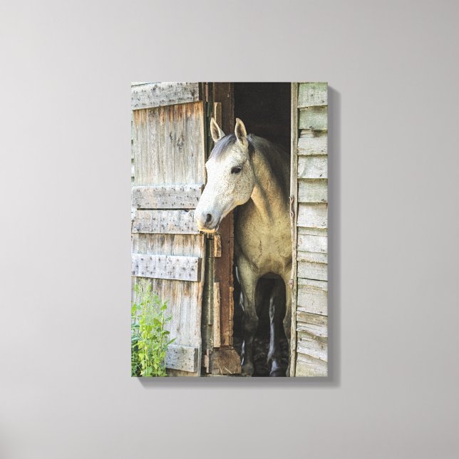 Gray Mare Horse & Barn Rustikale Canvas Print Leinwanddruck (Vorderseite)