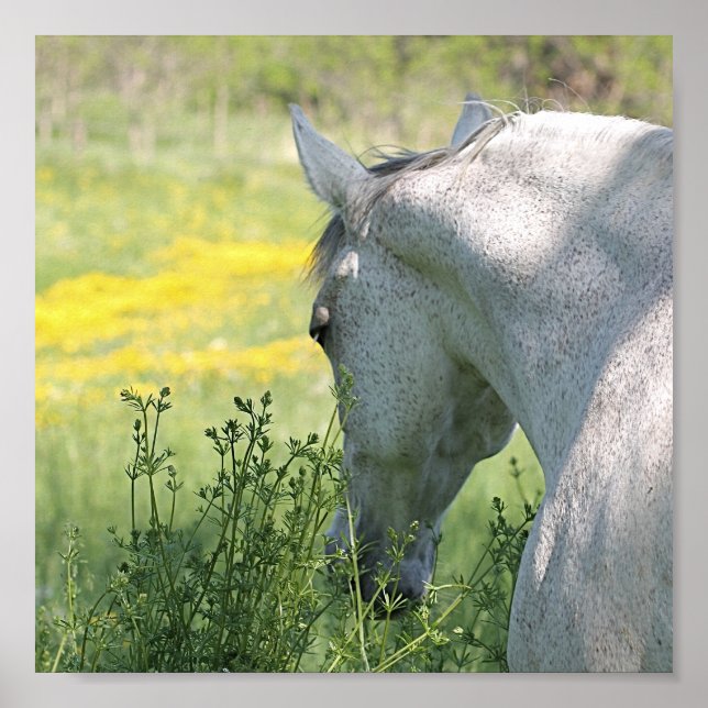 Gray Mare & Wildblumen Wunderschönes Pferdeposter Poster (Vorne)