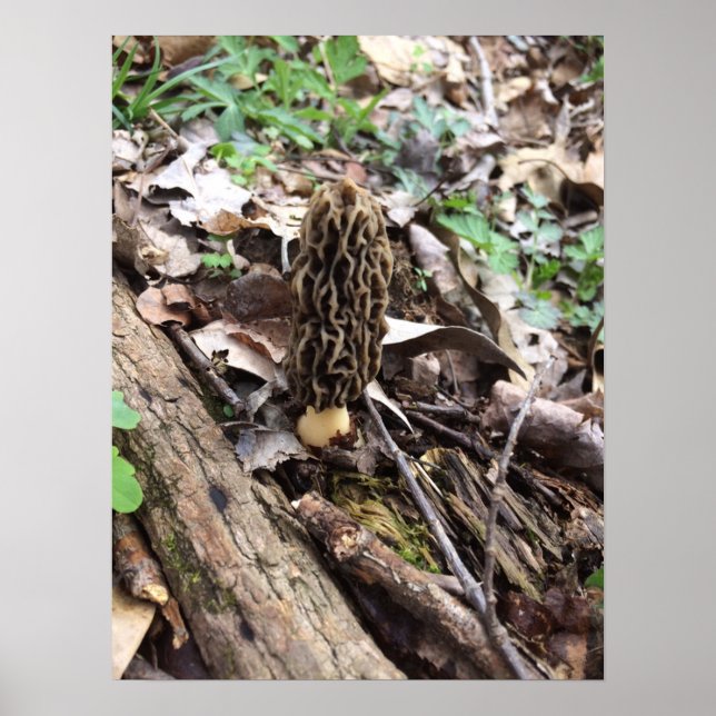 Gray Morel Poster (Vorne)
