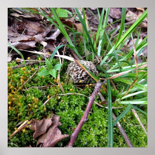 Gray Morel Poster (Vorne)