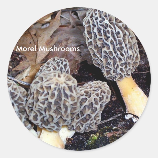 Gray Morels, Morel Mushrooms Runder Aufkleber (Vorderseite)