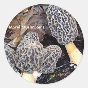 Gray Morels, Morel Mushrooms Runder Aufkleber