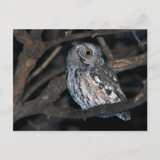 Gray Morph Eastern ScreechOwl at Night Postkarte