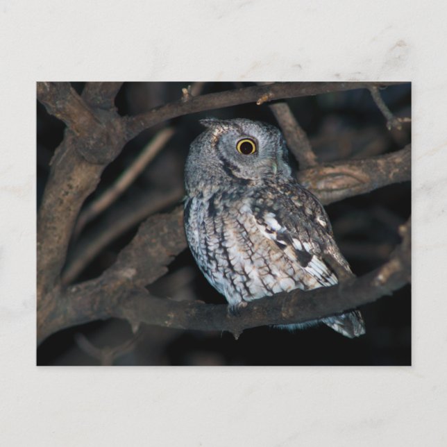 Gray Morph Eastern ScreechOwl at Night Postkarte (Vorderseite)