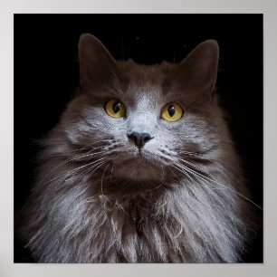 Gray Nebelung Long Hair Russian Blue Cat Poster