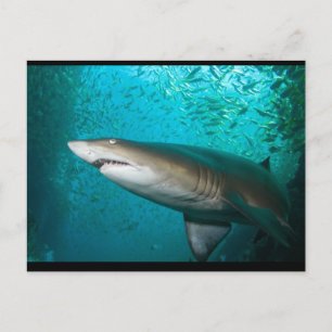 Gray Nurse Shark Postkarte