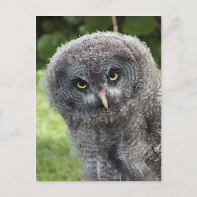 GRAY OWL POSTKARTE (Vorderseite)