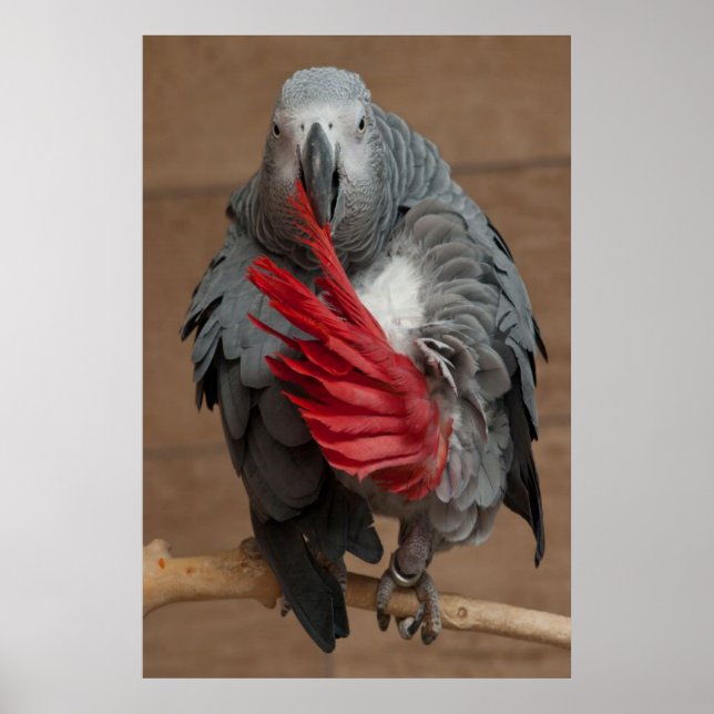 Gray Parrot Poster (Vorne)