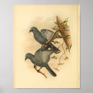 Gray Ramseys Cuckoo Shrike Bird Vintag Print Poster