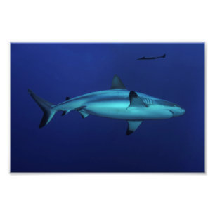 Gray Reef Shark at Osprey Reef Foto Print