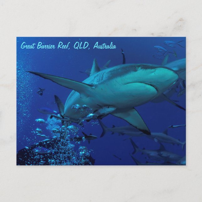 Gray Reef Shark Postcard Postkarte (Vorderseite)