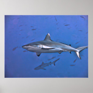 Gray Reef Shark Poster