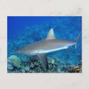 Gray Reef Shark Postkarte