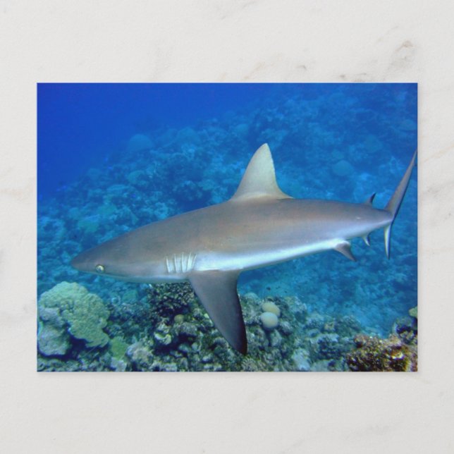 Gray Reef Shark Postkarte (Vorderseite)