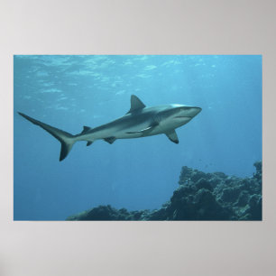 Gray Reefshark am Korallenriff von Yap Island   Poster