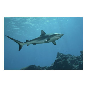 Gray Reefshark am Korallenriff von Yap Island   Poster