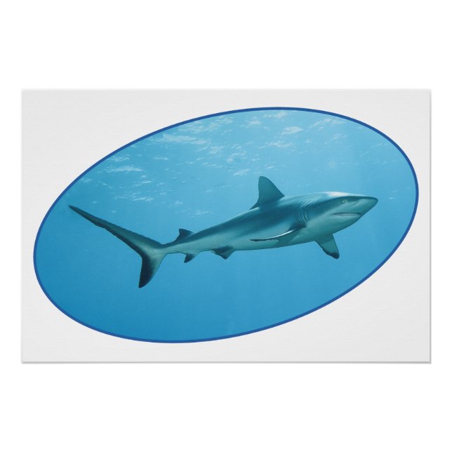 Gray Reefshark, Yap Island - fotografisches Design Poster (Vorderseite)