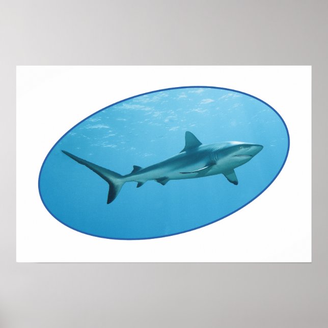 Gray Reefshark, Yap Island - fotografisches Design Poster (Vorne)