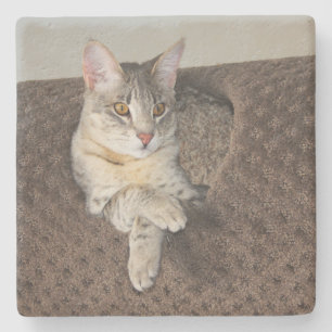 Gray Savannah Cat Square Untersetzer