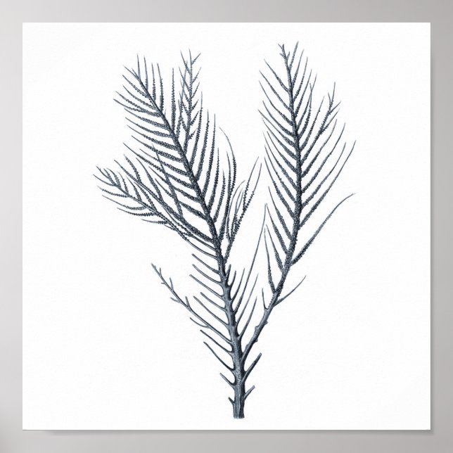 Gray Sea coral Wandbild # 9 Stranddekor Poster (Vorne)
