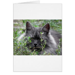 Gray Siberian Kitten