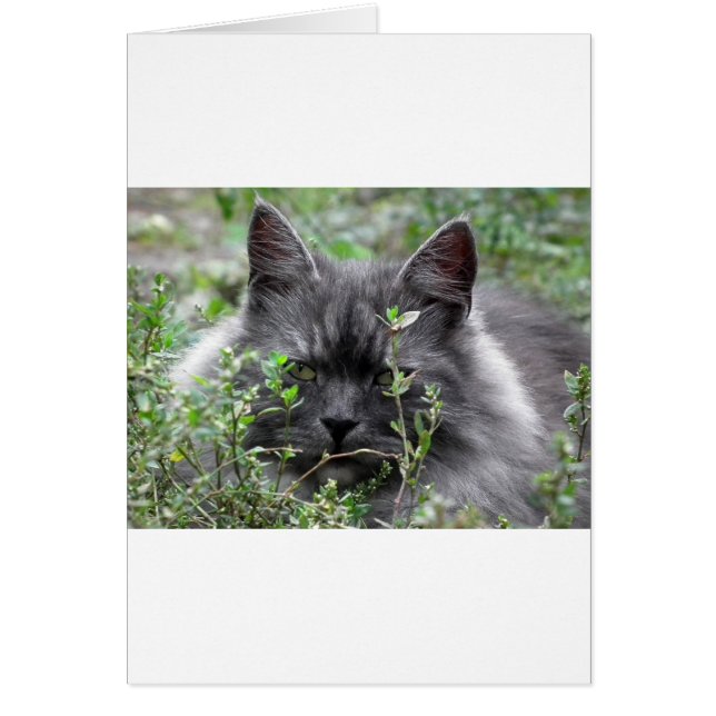 Gray Siberian Kitten (Vorne)