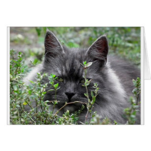 Gray Siberian Kitten