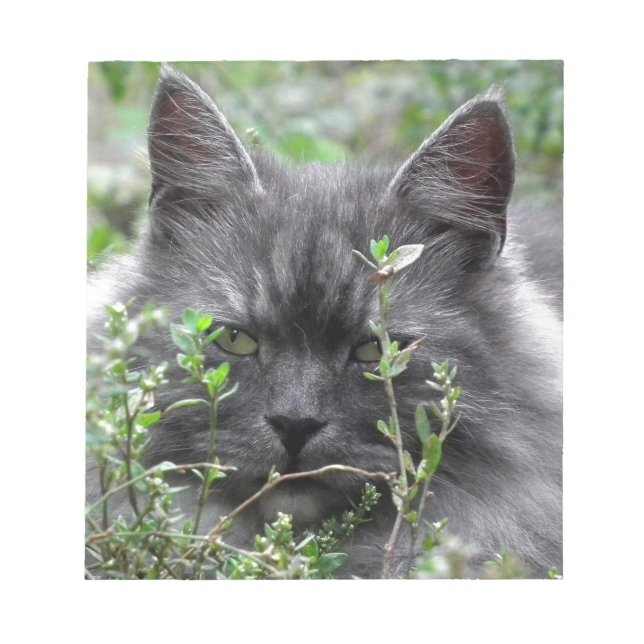 Gray Siberian Kitten Notizblock (Vorderseite)