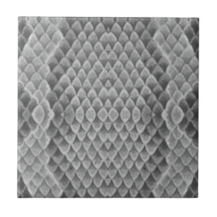 Gray Snakeskin Fliese