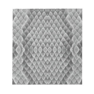 Gray Snakeskin Notizblock