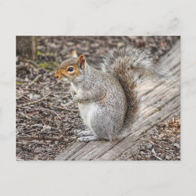 Gray Squirrel Bute Park, Cardiff, Wales. Postkarte (Vorderseite)