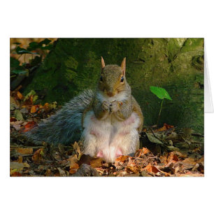 Gray Squirrel - Bute Park, Cardiff, Wales, UK