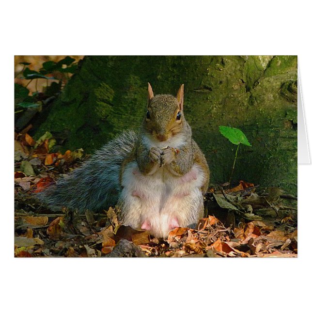 Gray Squirrel - Bute Park, Cardiff, Wales, UK (Vorderseite (Horizontal))