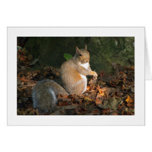 Gray Squirrel - Bute Park, Cardiff, Wales, UK
