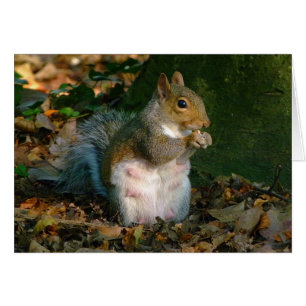 Gray Squirrel - Bute Park, Cardiff, Wales, UK