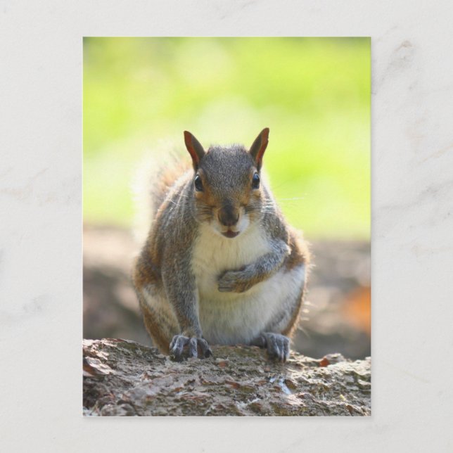 Gray Squirrel - Bute Park, Cardiff, Wales, UK Postkarte (Vorderseite)