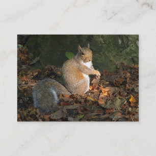 Gray Squirrel - Bute Park, Cardiff, Wales, UK Visitenkarte